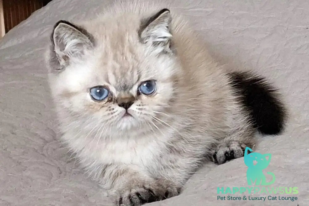 Jery Exotic female black tabby pointed - live animals