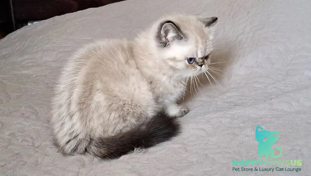 Jery Exotic female black tabby pointed - live animals