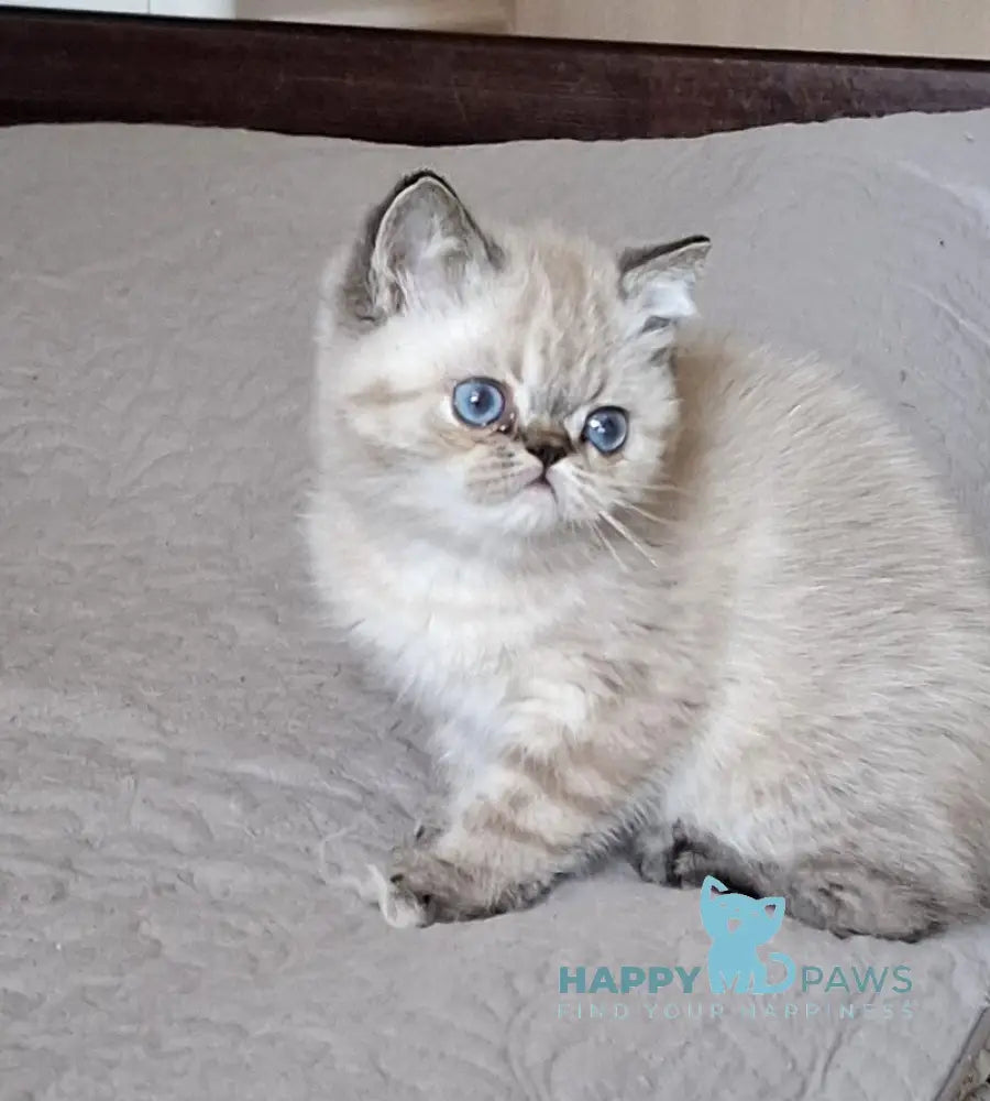 Jery Exotic female black tabby pointed - live animals