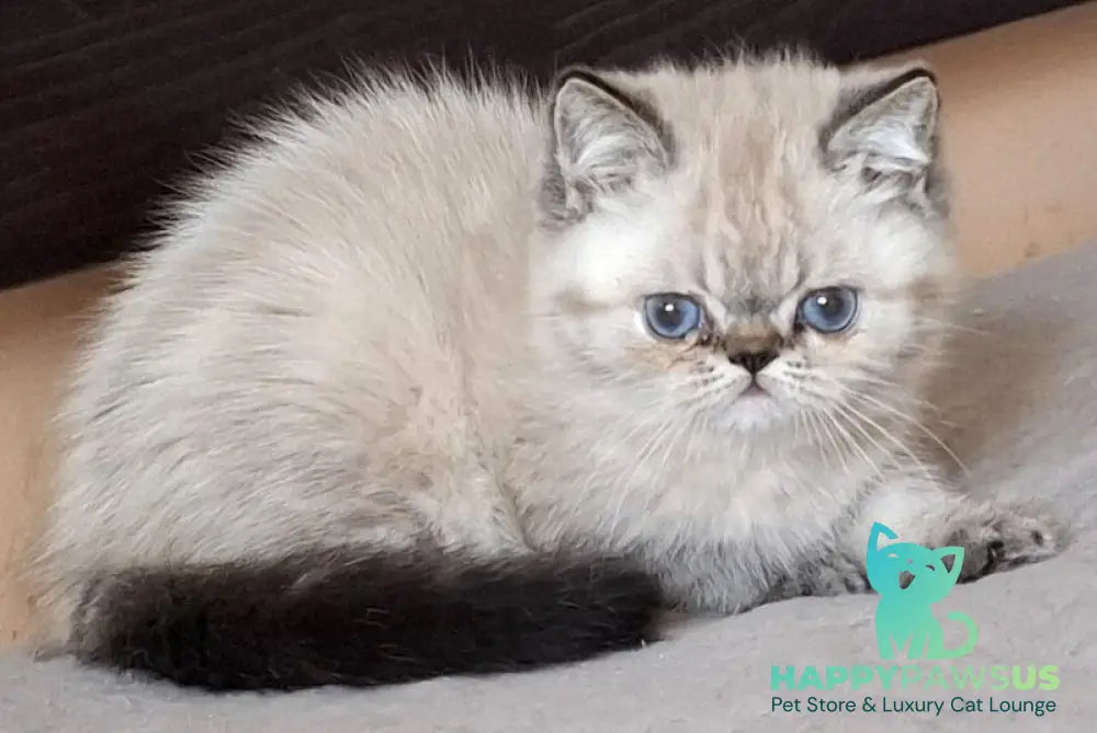 Jery Exotic female black tabby pointed - live animals