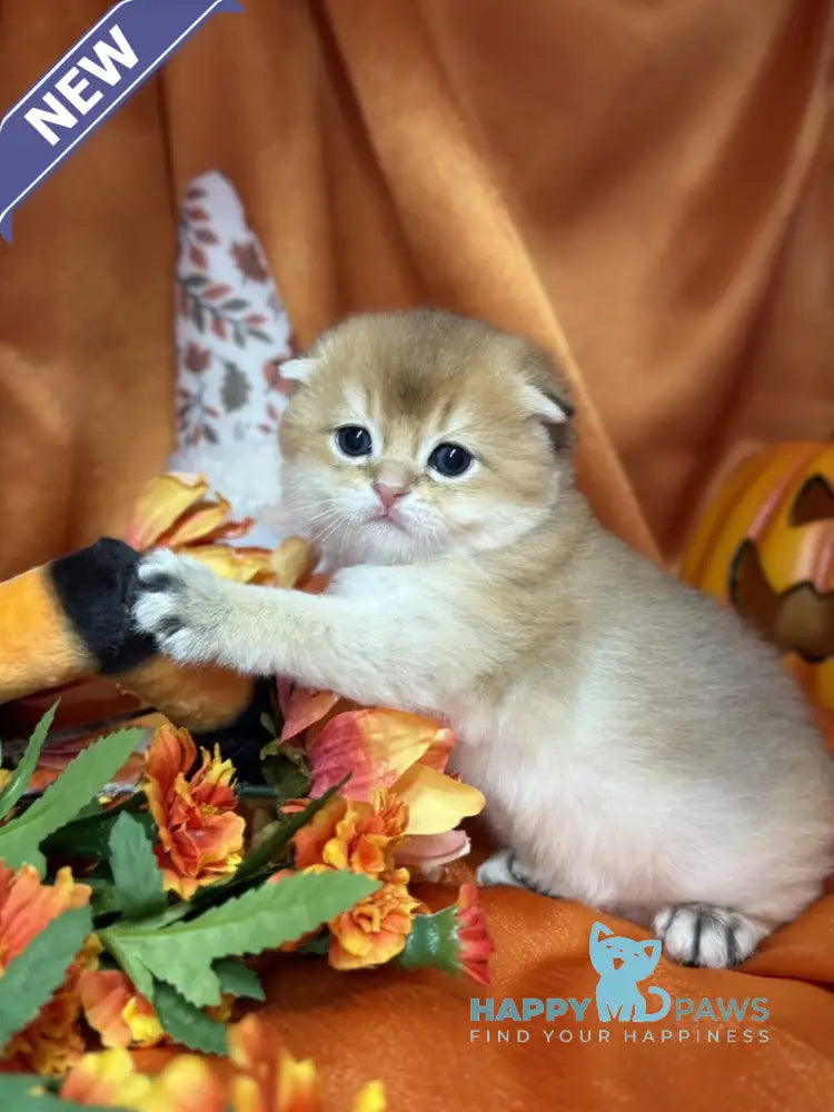Jery Scottish Fold male black golden shaded live animals