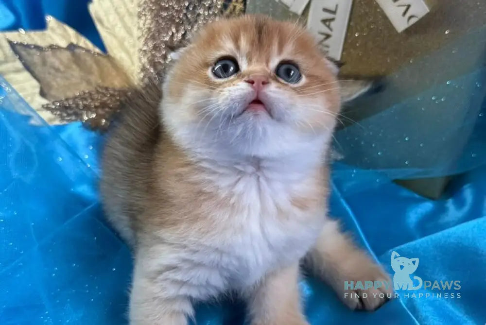 Jery Scottish Fold male black golden shaded live animals