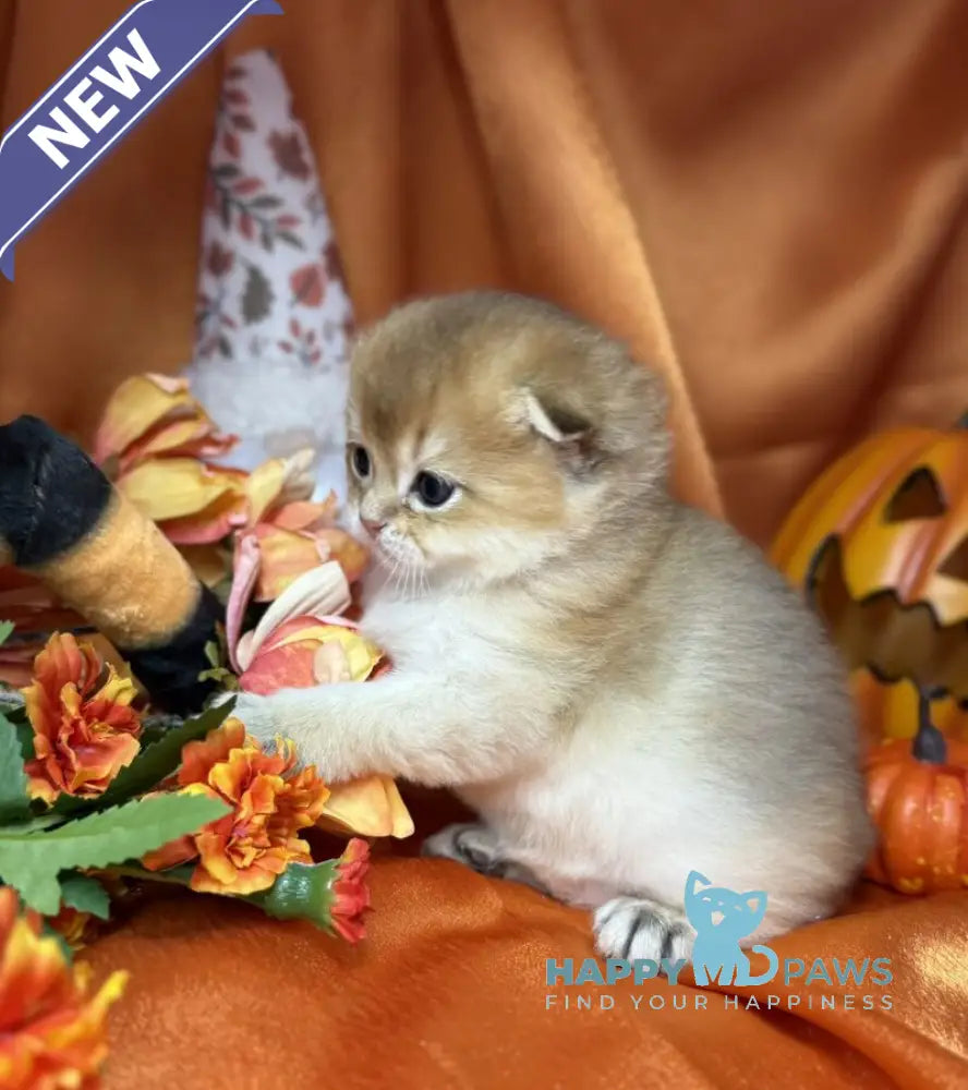 Jery Scottish Fold male black golden shaded live animals