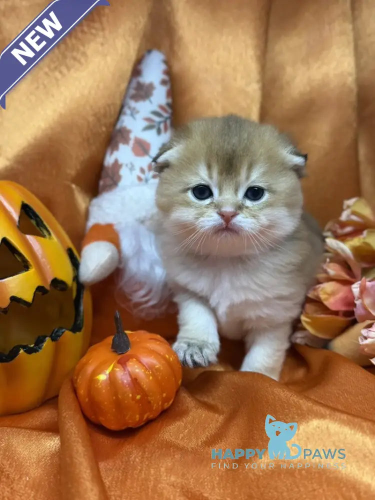 Jery Scottish Fold male black golden shaded live animals