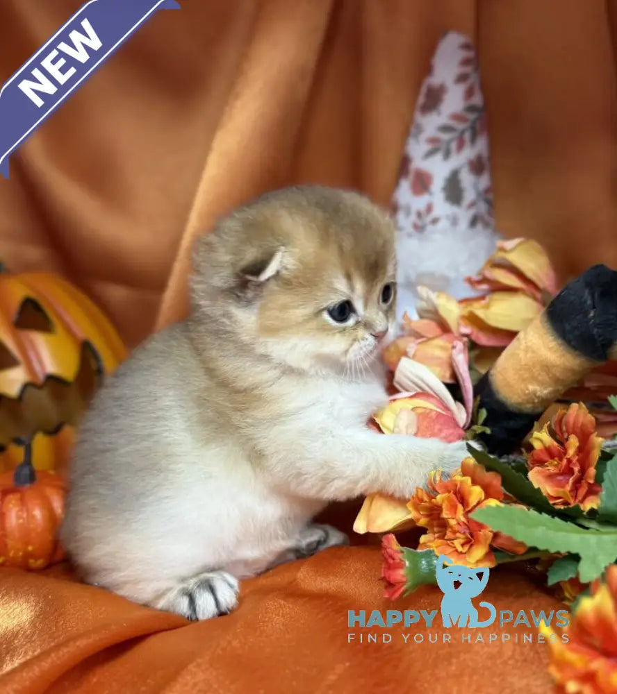 Jery Scottish Fold male black golden shaded live animals