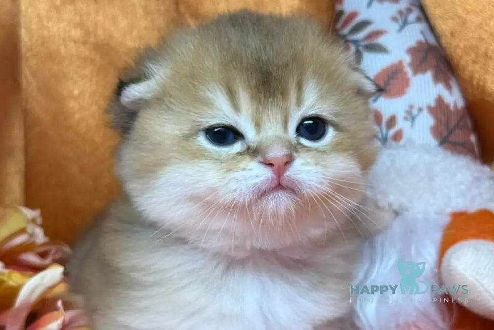 Jery Scottish Fold male black golden shaded live animals