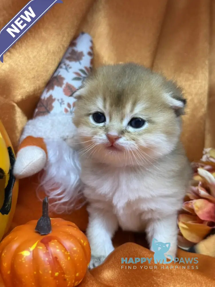 Jery Scottish Fold male black golden shaded live animals
