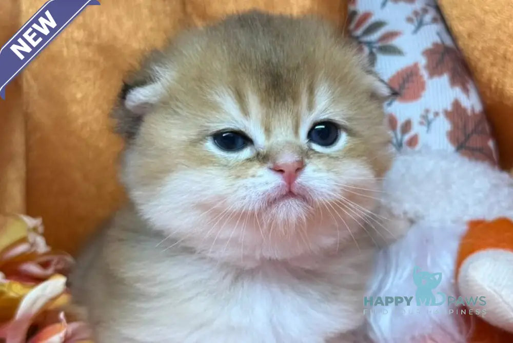 Jery Scottish Fold male black golden shaded live animals