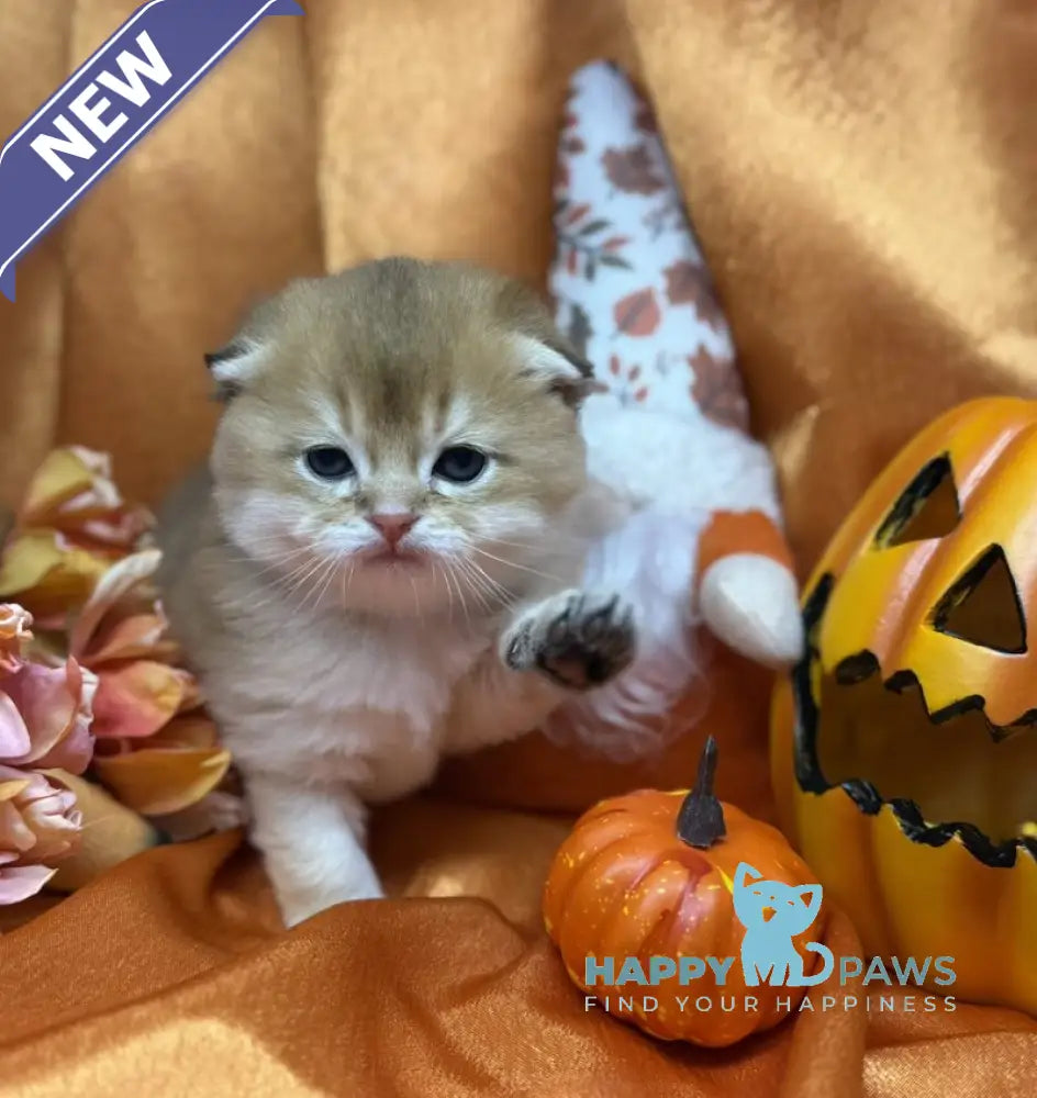 Jery Scottish Fold male black golden shaded live animals
