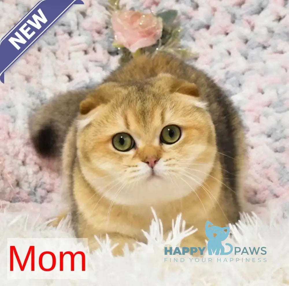 Jery Scottish Fold male black golden shaded live animals