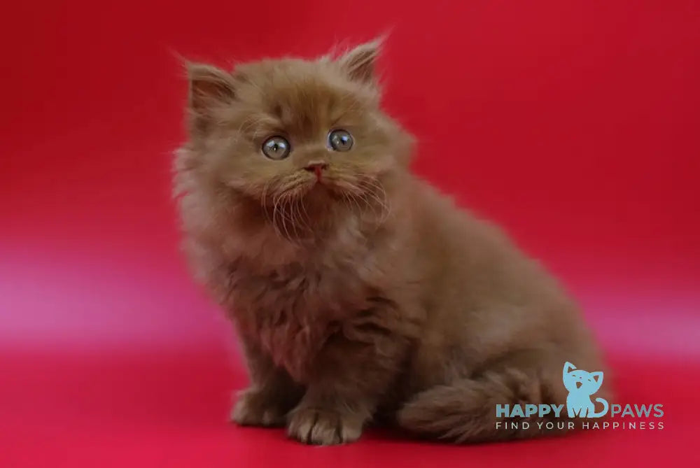Jеss British Longhair female cinnamon live animals