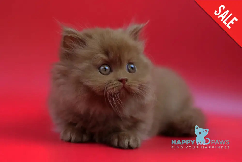 Jеss British Longhair female cinnamon live animals