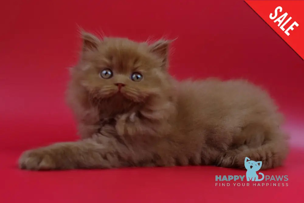 Jеss British Longhair female cinnamon live animals