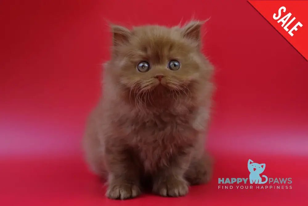 Jеss British Longhair female cinnamon live animals