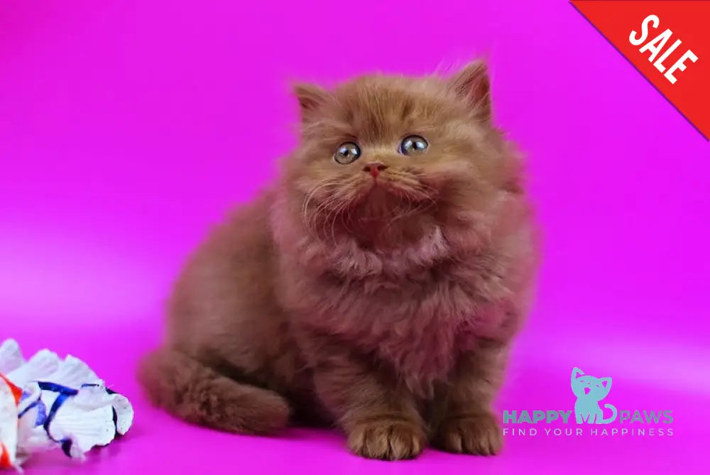 Jеss British Longhair female cinnamon live animals