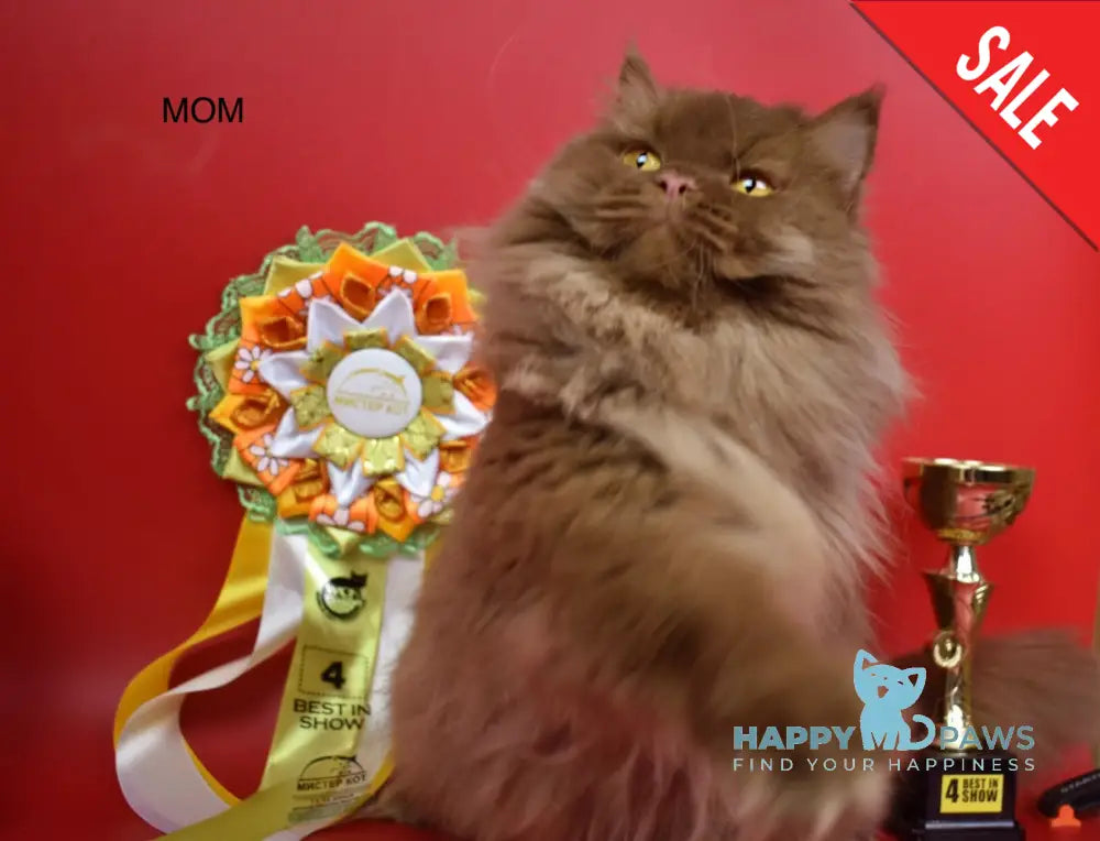 Jеss British Longhair female cinnamon live animals