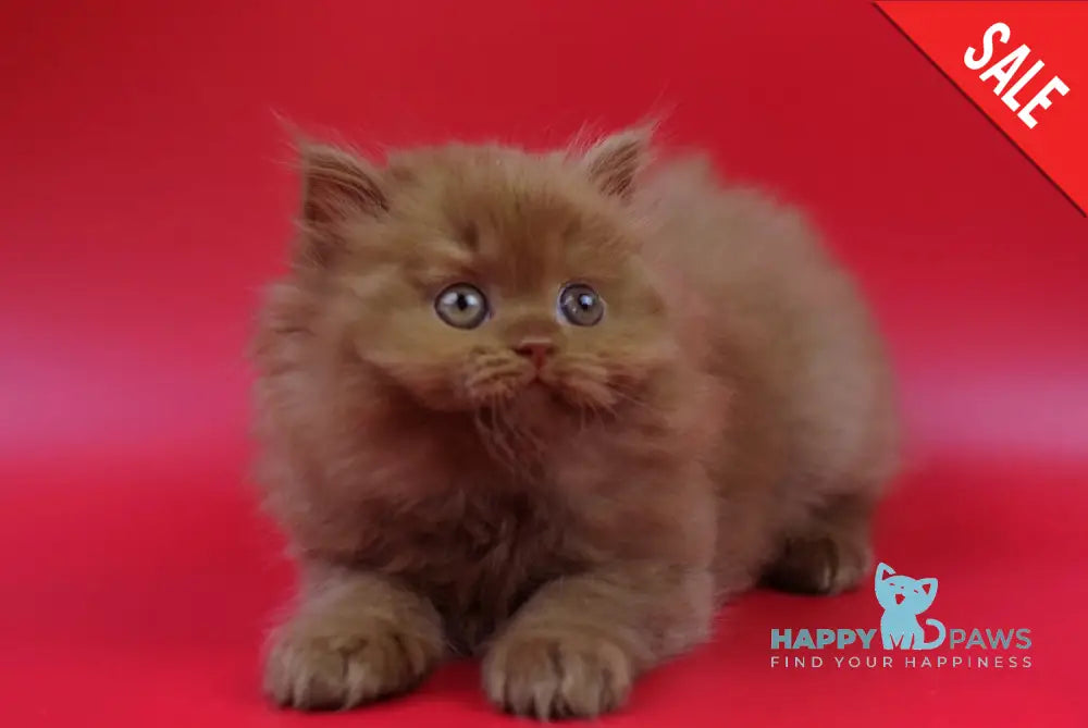 Jеss British Longhair female cinnamon live animals