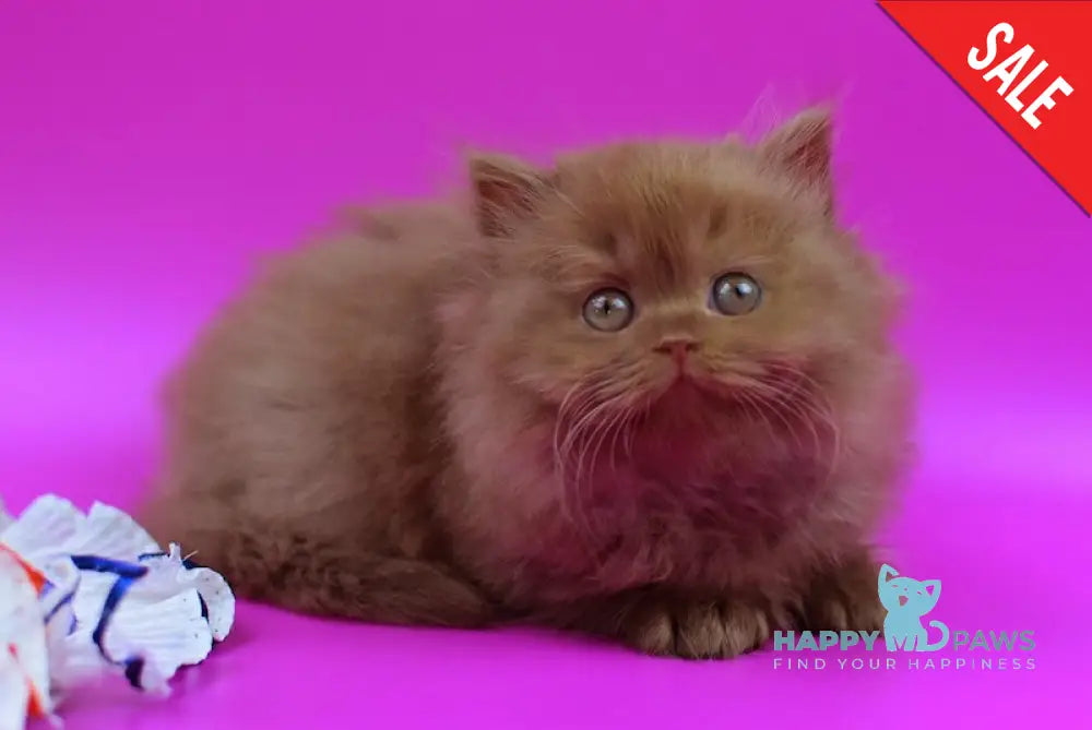 Jеss British Longhair female cinnamon live animals