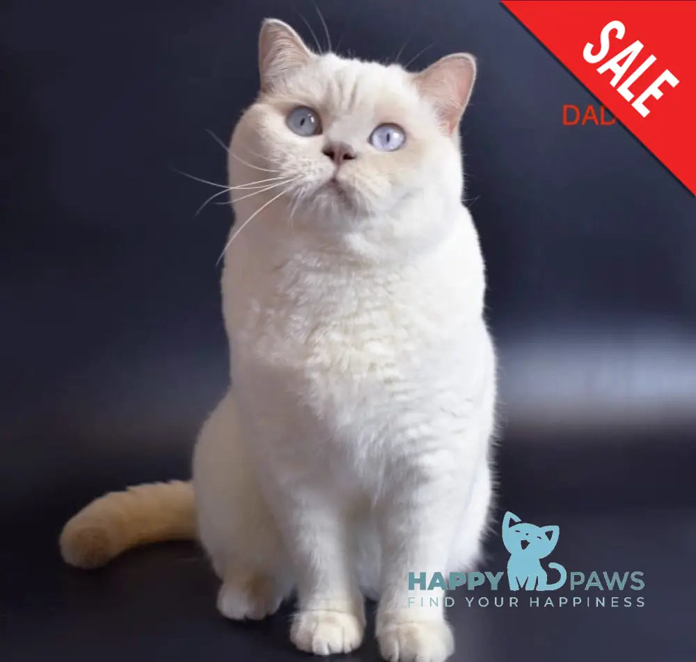 Jеss British Longhair female cinnamon live animals