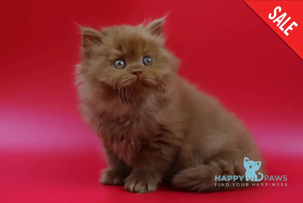 Jеss British Longhair female cinnamon live animals