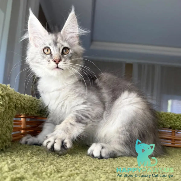 Jess Maine Coon female blue tortie silver ticked tabby - live animals