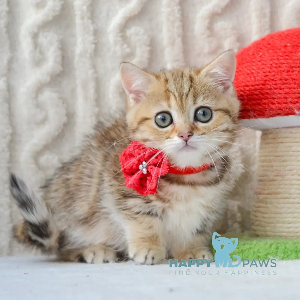 Jesse Munchkin female black golden tabby live animals