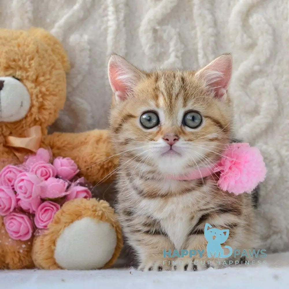 Jesse Munchkin female black golden tabby live animals