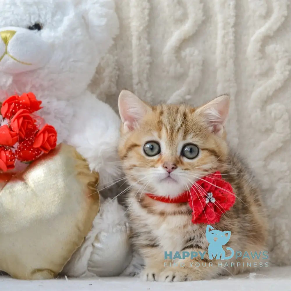 Jesse Munchkin female black golden tabby live animals