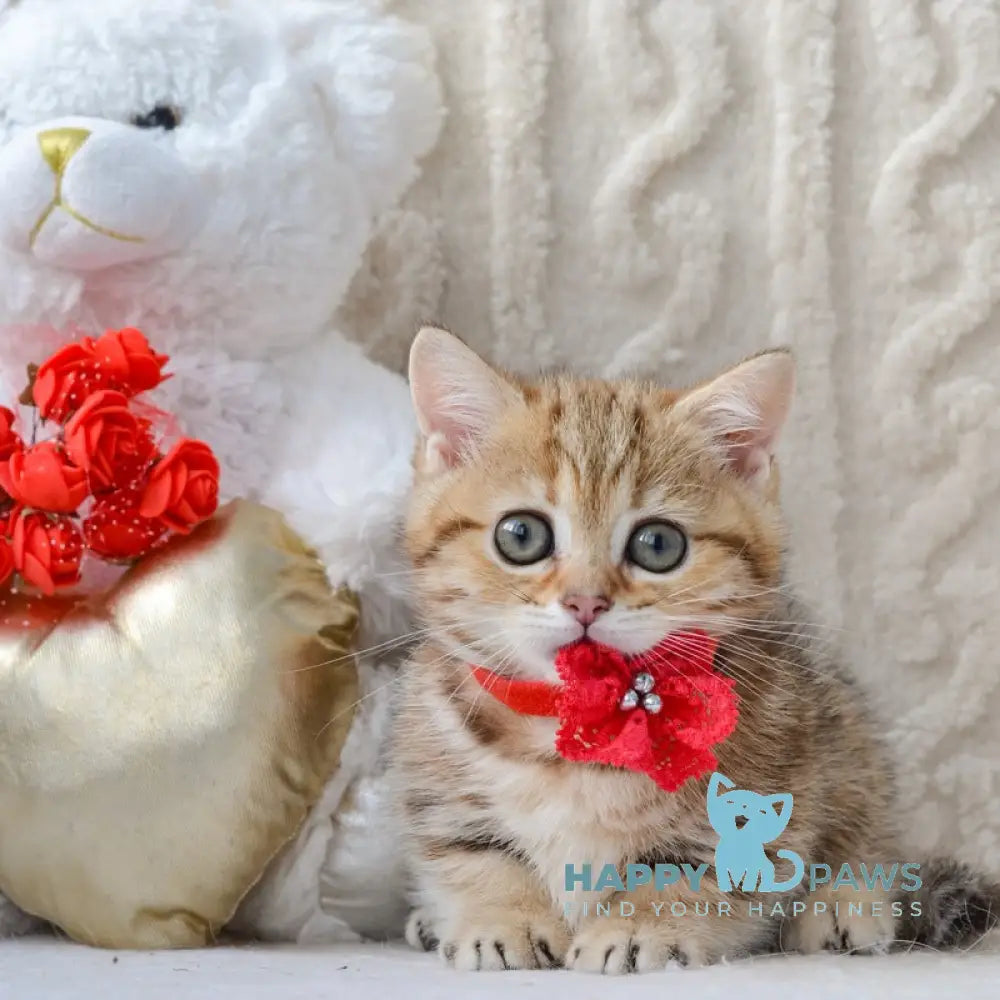Jesse Munchkin female black golden tabby live animals
