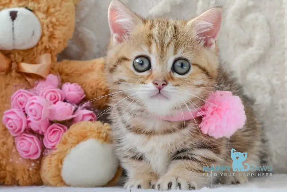 Jesse Munchkin female black golden tabby live animals