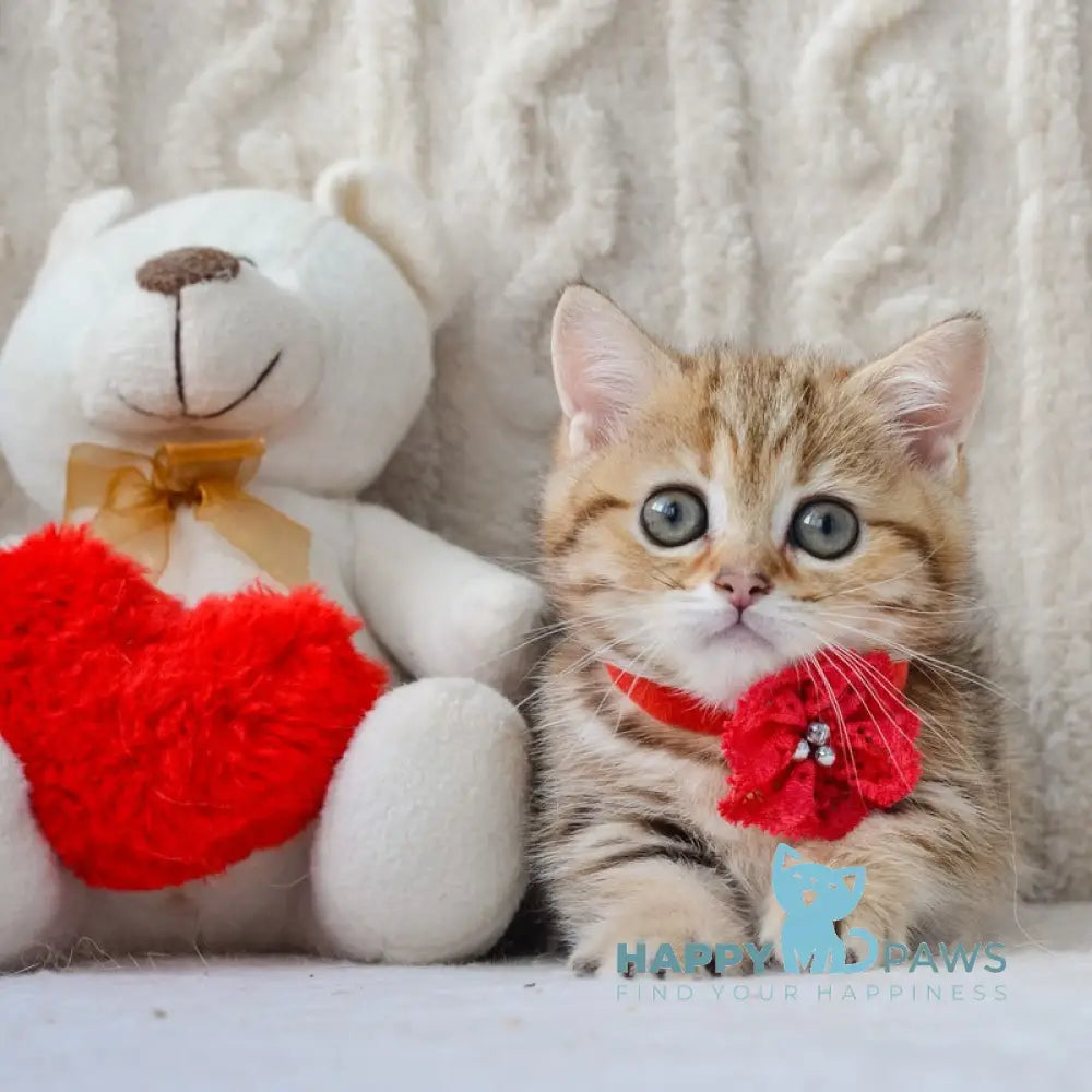 Jesse Munchkin female black golden tabby live animals