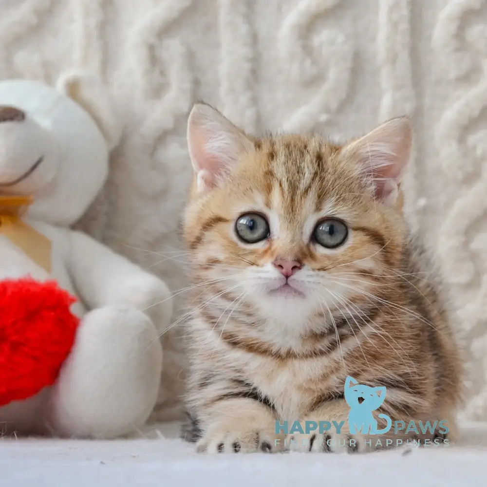 Jesse Munchkin female black golden tabby live animals