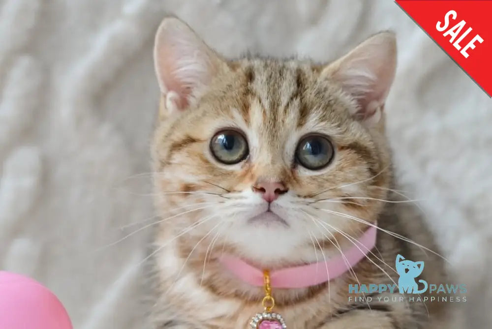 Jesse Munchkin female black golden tabby live animals