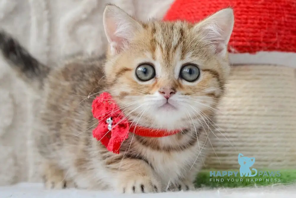 Jesse Munchkin female black golden tabby live animals