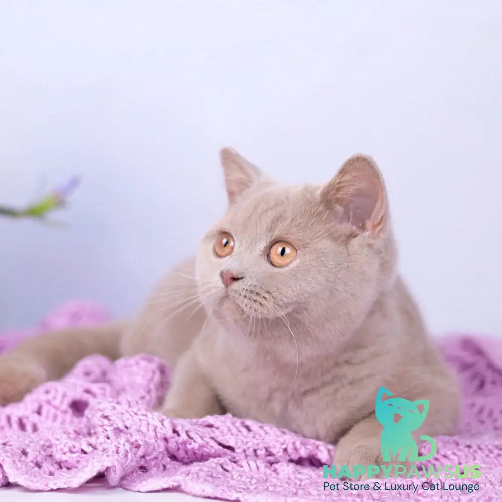 Jessica British Shorthair female fawn - live animals