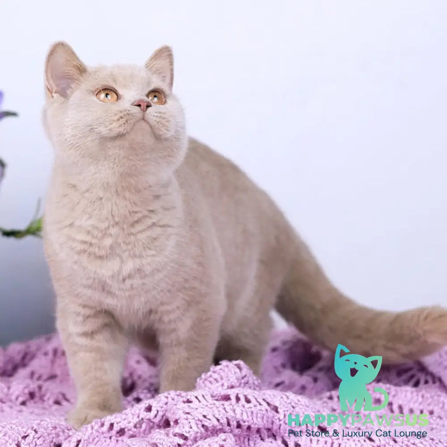 Jessica British Shorthair female fawn - live animals