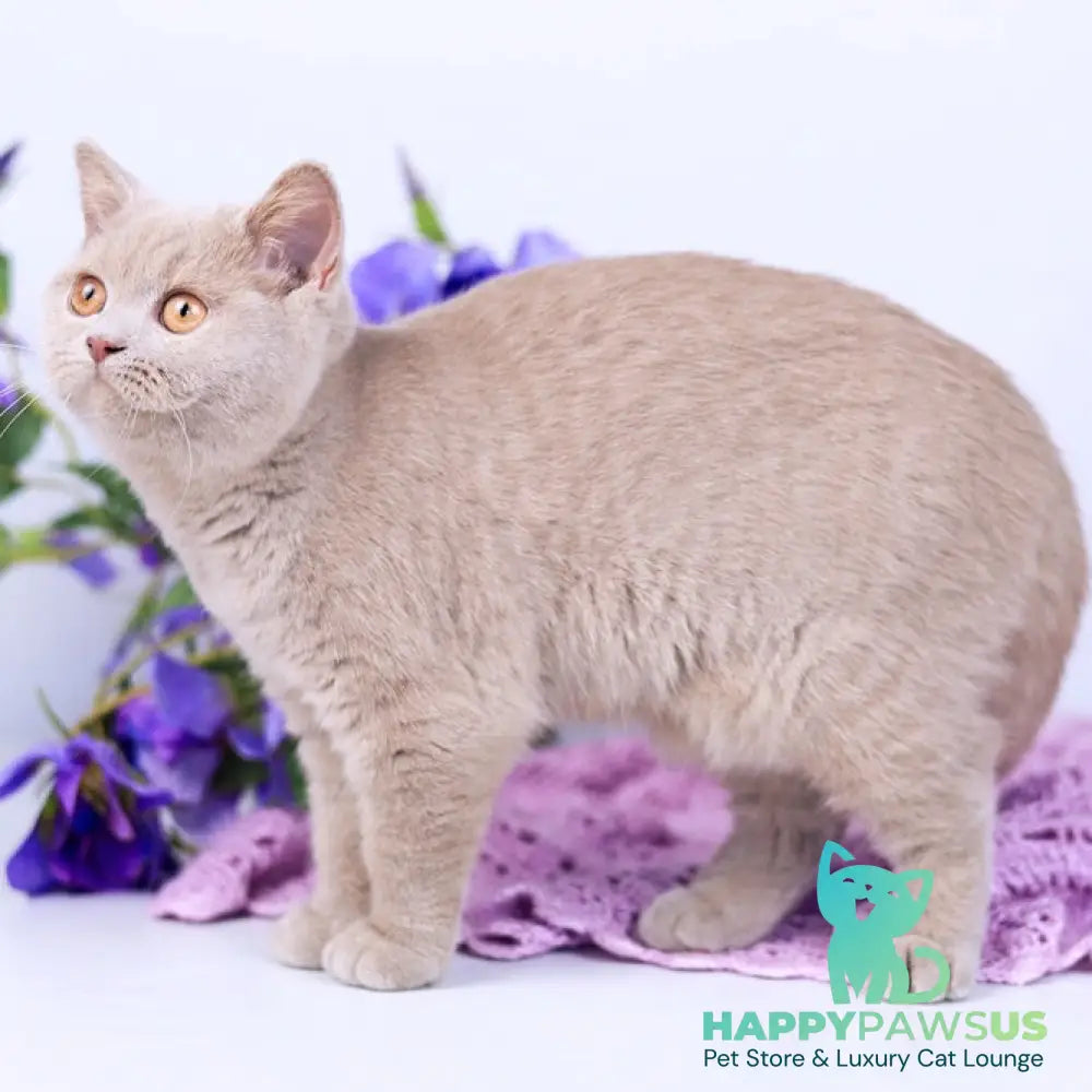 Jessica British Shorthair female fawn - live animals