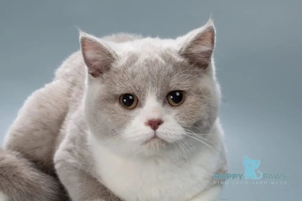 Jessica British Shorthair female lilac bicolour live animals