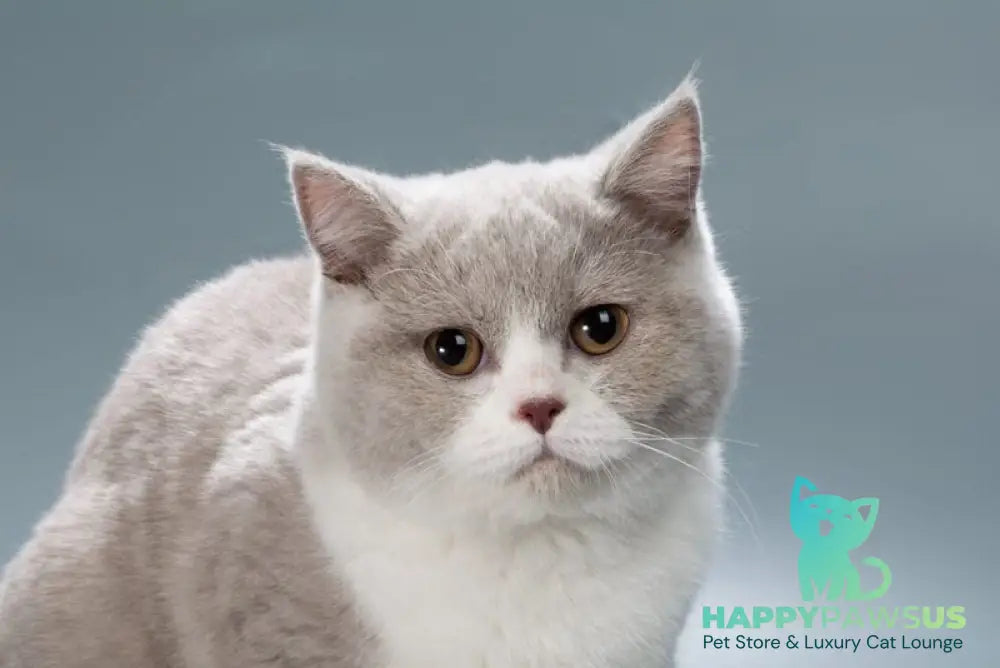Jessica British Shorthair female lilac bicolour live animals