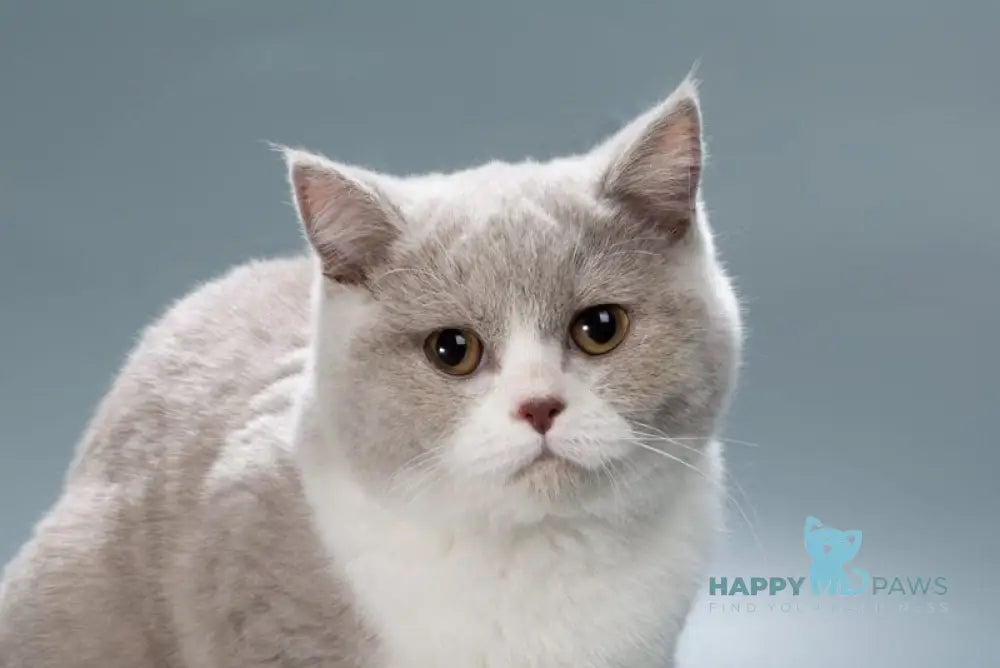 Jessica British Shorthair female lilac bicolour live animals