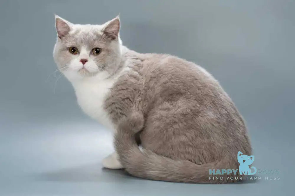 Jessica British Shorthair female lilac bicolour live animals