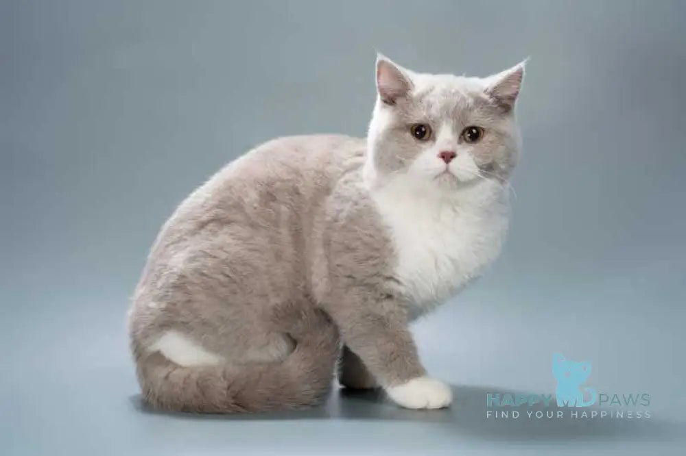 Jessica British Shorthair female lilac bicolour live animals