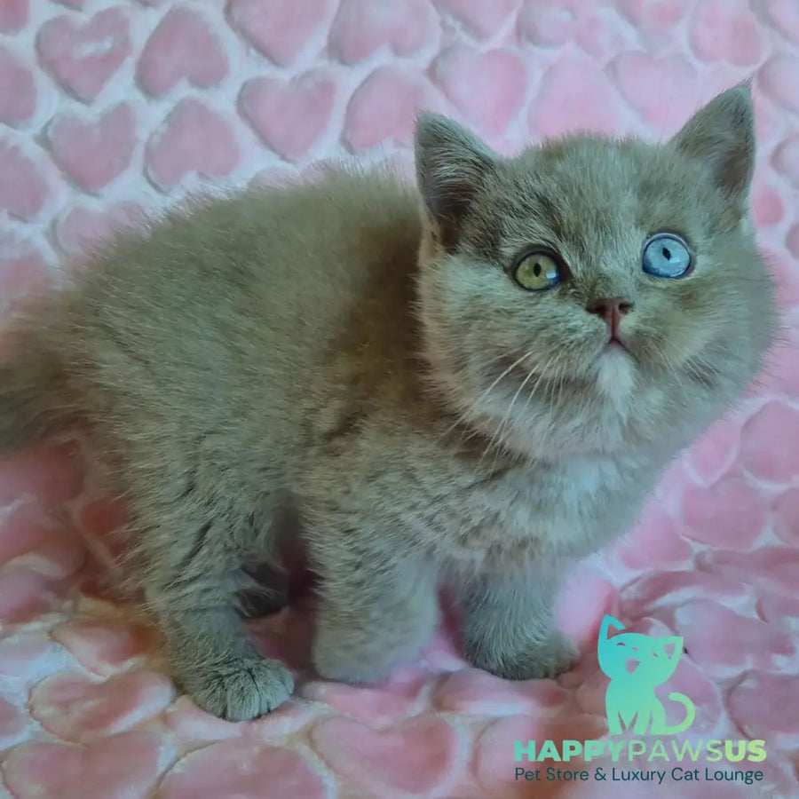 Jessica British Shorthair female lilac with white - live animals