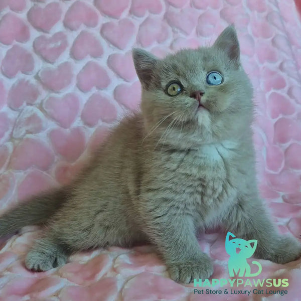 Jessica British Shorthair female lilac with white - live animals