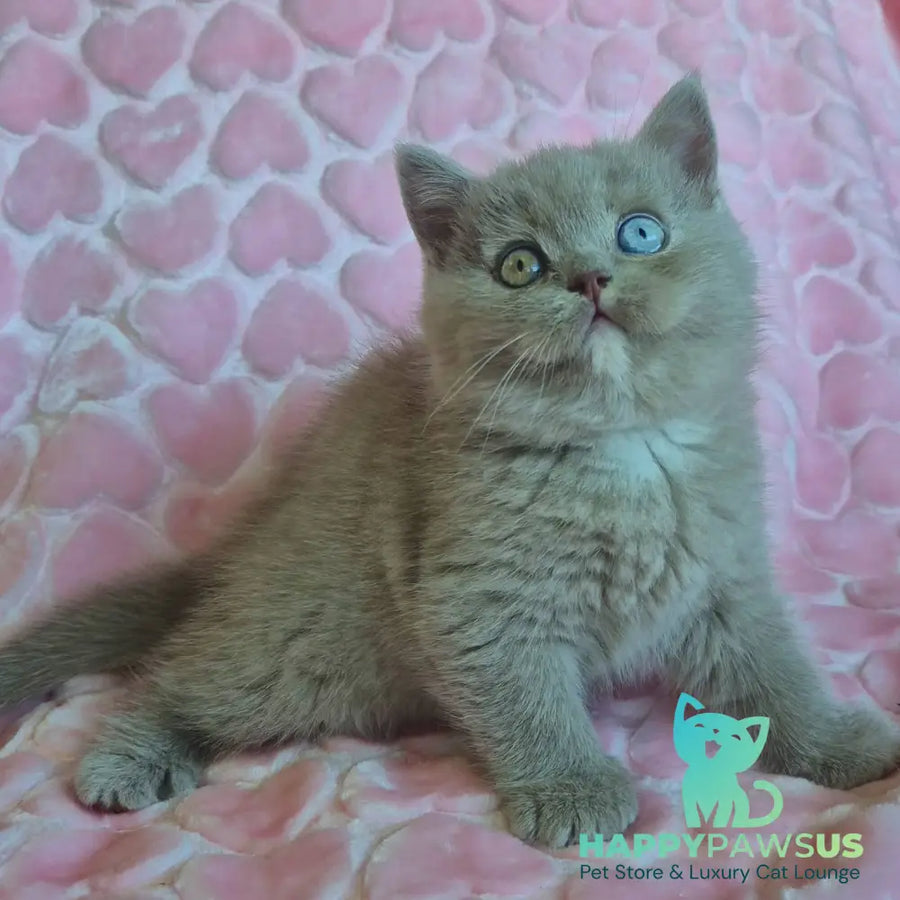 Jessica British Shorthair female lilac with white - live animals