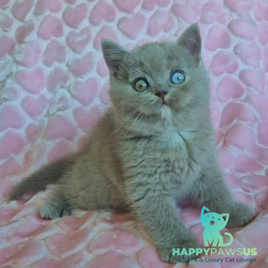 Jessica British Shorthair female lilac with white - live animals