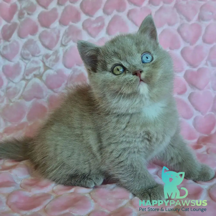 Jessica British Shorthair female lilac with white - live animals