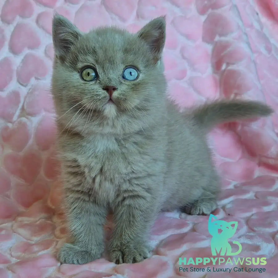 Jessica British Shorthair female lilac with white - live animals