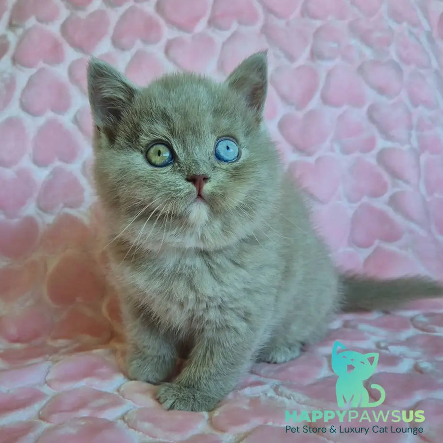 Jessica British Shorthair female lilac with white - live animals