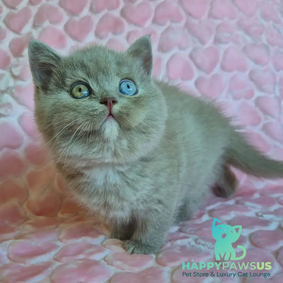Jessica British Shorthair female lilac with white - live animals